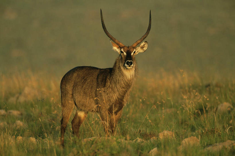 无人,站,横图,室外,白天,正面,旅游,度假,草地,草坪,美景,植物,野生动物,羊,非洲,羚羊,景观,注视,娱乐,草,一只,绿色,自然,动物,观察,看,站着,享受,休闲,景色,放松,可爱,活泼,观看,察看,关注,自然风光,水羚,阿非利加洲,站立,彩图,全身