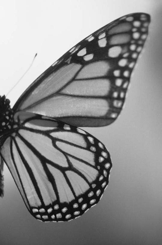 无人,竖图,黑白,室外,特写,白天,正面,蝴蝶,伸展,张开,展翅,翅膀,昆虫,注视,一只,动物,观察,看,观看,察看,关注,益虫,张开翅膀,展开翅膀,半身