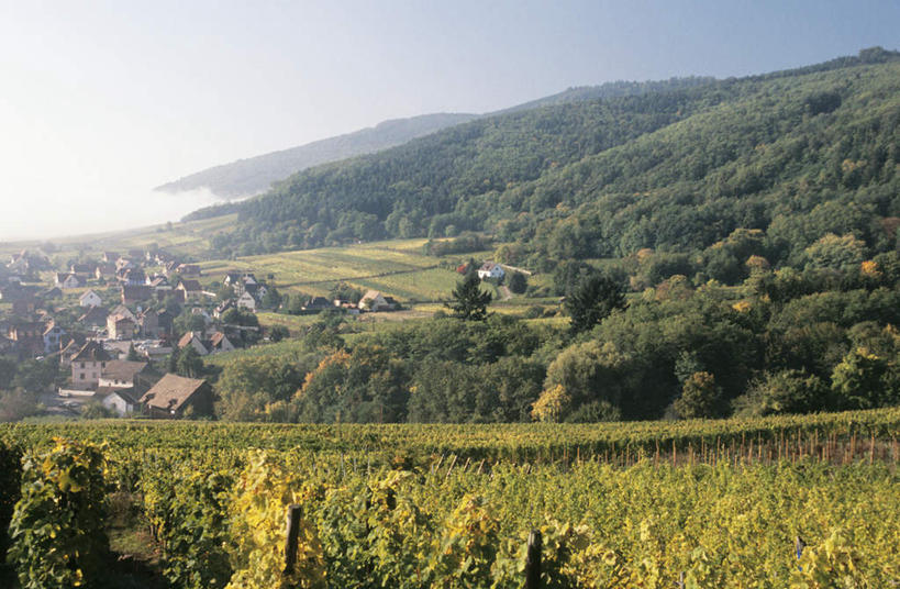 无人,家,果园,横图,室外,白天,正面,旅游,度假,草地,草坪,美景,山,山脉,田园,植物,法国,欧洲,房屋,屋子,景观,山峰,山峦,娱乐,楼房,葡萄园,住宅,草,树,树木,蓝色,绿色,蓝天,天空,自然,庄园,群山,天,享受,休闲,景色,放松,生长,晴朗,成长,阿尔萨斯,自然风光,万里无云,法兰西共和国,法兰西第五共和国,阿尔萨斯大区,晴空,晴空万里,彩图,房子