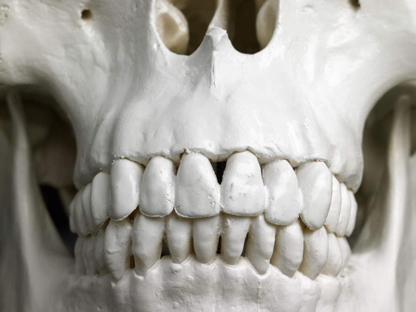 牙齿,颅骨,无人,横图,室内,特写,白天,正面,静物,骷髅,头骨,一个,白色,摄影,影棚,单个,鼻骨,顶骨,额骨,颞骨,下颌骨,颧骨,头盖骨,齿,牙,牙龈,彩图,影棚拍摄,拍摄