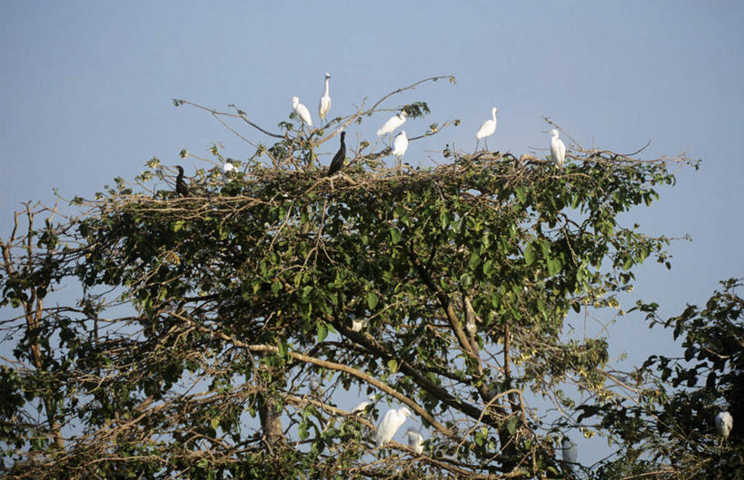 无人,站,横图,室外,白天,仰视,旅游,度假,美景,植物,鸟,叶子,越南,亚洲,许多,鸟类,景观,绿叶,枝条,注视,停留,娱乐,树,树木,树枝,蓝色,绿色,蓝天,天空,自然,天,观察,看,站着,享受,休闲,嫩叶,景色,放松,东南亚,生长,晴朗,成长,观看,停止,察看,鹳,关注,自然风光,万里无云,越南社会主义共和国,白颈鹳,逗留,停顿,虬枝,枝杈,叶,叶片,晴空,晴空万里,站立,彩图,低角度拍摄,全身