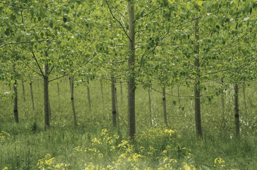 无人,横图,室外,白天,正面,旅游,度假,草地,草坪,美景,树林,植物,法国,欧洲,盛开,景观,花蕾,娱乐,草,花,花瓣,花朵,鲜花,树,树木,绿色,自然,花苞,花蕊,享受,休闲,景色,放松,生长,成长,自然风光,法兰西共和国,阿基坦,法兰西第五共和国,多尔多涅省,亚魁当,阿基坦大区,多尔多涅,彩图