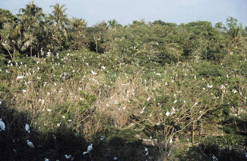 无人,站,横图,俯视,室外,白天,旅游,度假,美景,树林,植物,鸟,越南,亚洲,许多,鸟类,景观,注视,停留,娱乐,树,树木,蓝色,绿色,蓝天,天空,自然,天,观察,看,站着,享受,休闲,景色,放松,东南亚,生长,晴朗,成长,观看,停止,察看,鹳,关注,自然风光,万里无云,越南社会主义共和国,白颈鹳,逗留,停顿,晴空,晴空万里,站立,彩图,高角度拍摄,全身