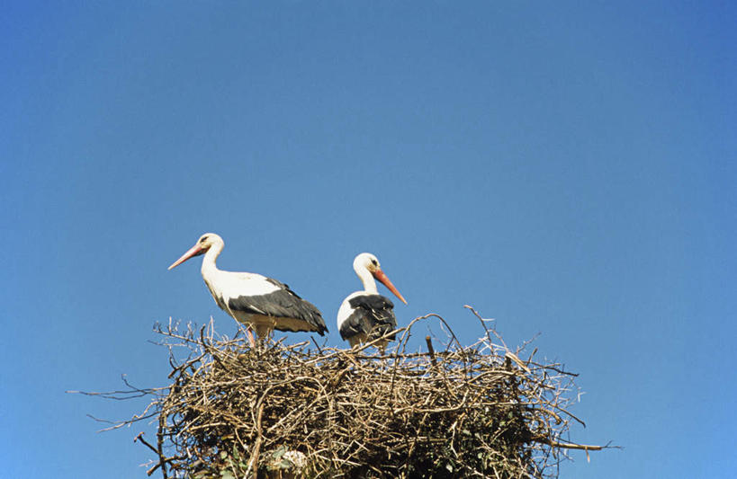 无人,站,横图,室外,白天,仰视,旅游,度假,美景,鸟,非洲,摩洛哥,阴影,光线,鸟类,鸟巢,影子,景观,注视,娱乐,蓝色,蓝天,天空,阳光,自然,天,观察,看,站着,两只,享受,休闲,景色,放松,晴朗,观看,察看,鹳,关注,自然风光,万里无云,阿非利加洲,白颈鹳,摩洛哥王国,梅克内斯,晴空,晴空万里,站立,彩图,低角度拍摄,全身
