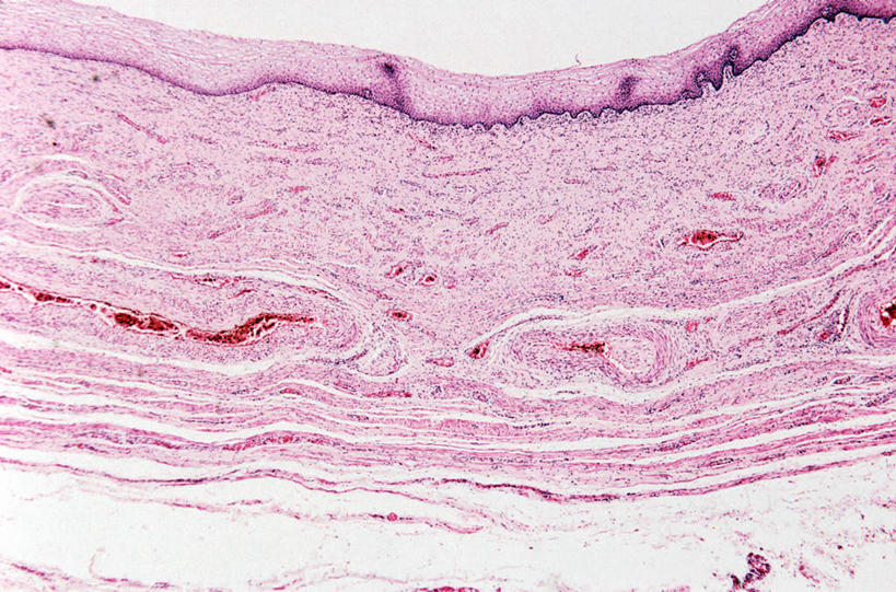 无人,横图,室内,特写,白天,正面,仪器,微生物,切开,检查,反射,分析,科学,医学,细胞,显微镜,粉色,观察,切,清晰,探索,放大,观看,仔细,透镜,生物学,凸透镜,聚焦,关注,剖面,切面,光学,清楚,显微图片,彩图