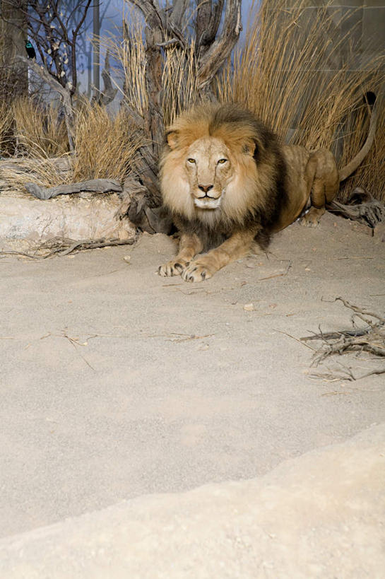 无人,博物馆,竖图,室内,白天,正面,植物,哺乳动物,野生动物,狮子,阴影,枯萎,研究,反射,影子,枯草,教育,注视,草,一只,黄色,动物,观察,看,趴着,观看,展览,察看,关注,欣赏,凶猛,陈列,典藏,残暴,凶残,趴,彩图,全身