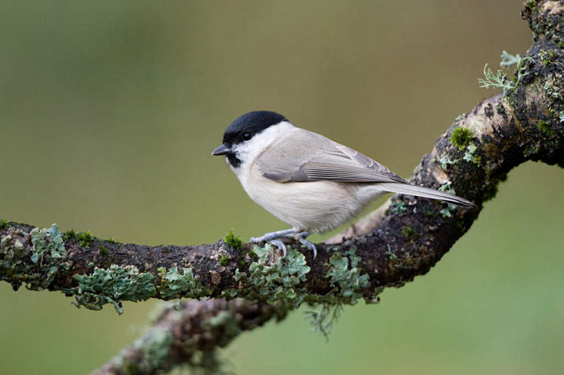 无人,站,横图,室外,特写,白天,侧面,美景,植物,鸟,法国,欧洲,朦胧,模糊,鸟类,山雀,景观,枝条,注视,树,树木,树枝,一只,自然,观察,看,站着,景色,观看,察看,关注,自然风光,法兰西共和国,法兰西第五共和国,虬枝,枝杈,黑顶山雀,站立,彩图,全身