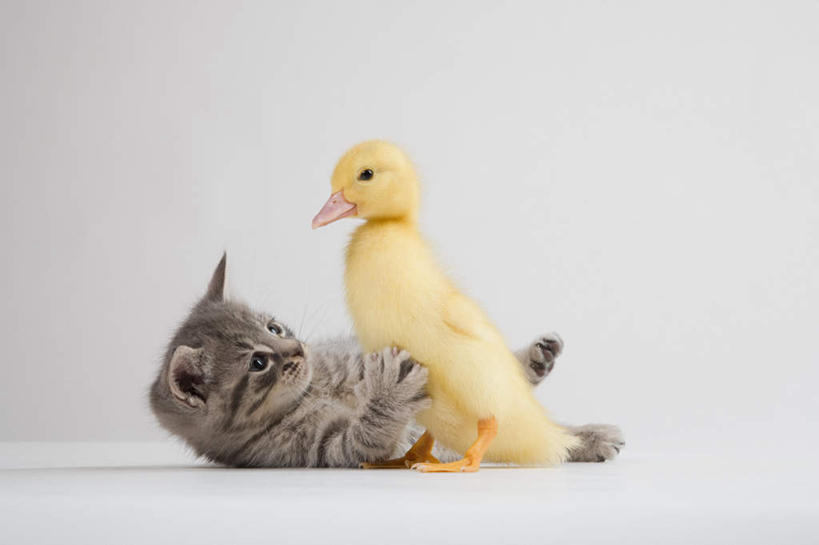 无人,站,躺,横图,室内,特写,白天,白色背景,侧面,宠物,猫,鸟,阴影,反射,鸟类,鸭,影子,注视,家禽,动物,观察,看,站着,两只,可爱,摄影,牲畜,影棚,观看,察看,关注,猫咪,卧着,躺着,卧,站立,彩图,全身,影棚拍摄,拍摄