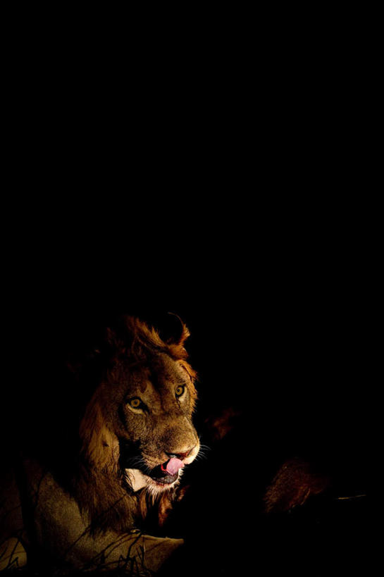 无人,竖图,室外,夜晚,侧面,美景,哺乳动物,野生动物,狮子,非洲,赞比亚,一头,景观,注视,自然,动物,观察,看,趴着,张嘴,景色,观看,察看,关注,自然风光,凶猛,张大嘴巴,赞比亚共和国,残暴,凶残,张开嘴,趴,半身,彩图