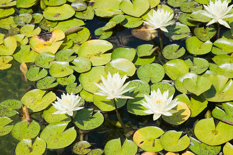 无人,横图,俯视,室外,白天,旅游,度假,纯洁,湖,湖泊,美景,水,莲花,叶子,美国,盛开,湖面,景观,水流,水面,荷叶,花蕾,娱乐,花,花瓣,花朵,鲜花,自然,湖水,花苞,花蕊,享受,休闲,景色,放松,北美,北美洲,富贵,神圣,加利福尼亚,自然风光,美洲,纯净,加州,圣地亚哥,加利福尼亚州,金州,黄金州,圣地亚哥巴尔博亚公园,巴尔博亚公园,圣地牙哥,圣迭戈,北亚美利加洲,亚美利加洲,莲叶,六月花神,正直,荷花,六月春,藕花,水芙蓉,叶,叶片,彩图,高角度拍摄