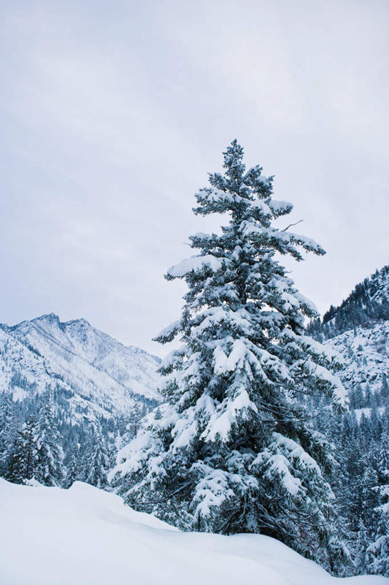 无人,竖图,室外,白天,正面,旅游,度假,美景,山,雪,雪山,植物,大雪,松树,华盛顿,美国,阴影,光线,影子,冰,积雪,景观,山峰,雪景,云,云朵,冬季,冬天,山峦,云彩,娱乐,树,树木,蓝色,绿色,白云,蓝天,天空,阳光,自然,天,享受,休闲,景色,放松,寒冷,生长,晴朗,成长,冰冷,北美,北美洲,自然风光,坚定,美洲,华盛顿州,西雅图,常绿之州,常青州,北亚美利加洲,亚美利加洲,长寿,严寒,冰凉,酷寒,凛冽,凛凛,贞洁,极冷,绿宝石城,翡翠之城,雨城,常绿之城,阿拉斯加门户,女王之城,喷气机之城,常青城,利文沃斯,晴空,彩图