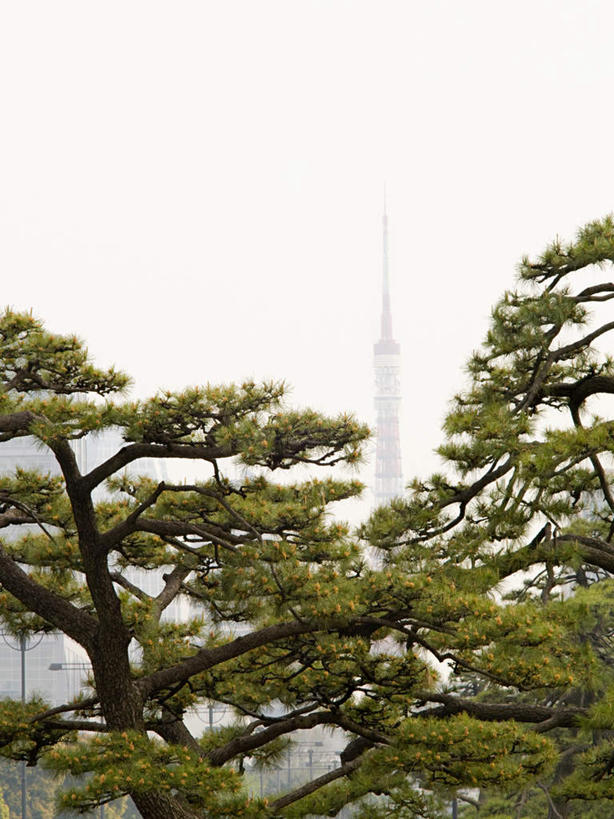 无人,竖图,室外,白天,仰视,旅游,度假,美景,森林,树林,植物,雾,标志建筑,地标,建筑,东京,日本,亚洲,朦胧,模糊,景观,东京铁塔,娱乐,建设,树,树木,绿色,自然,享受,休闲,旅游胜地,景色,放松,生长,成长,东京塔,迷雾,自然风光,东亚,本州,关东地方,本州岛,日本国,东京都,日本电波塔,大雾,彩图,低角度拍摄