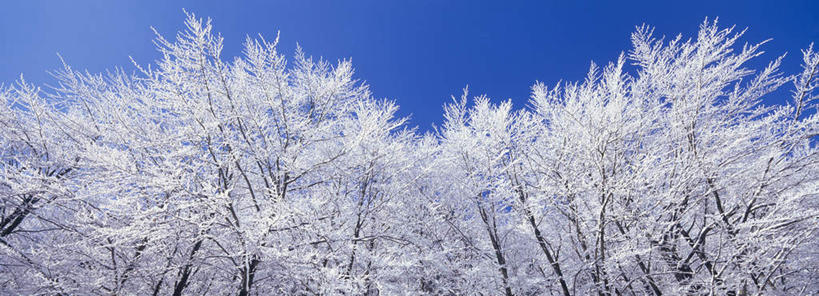 无人,横图,全景,室外,白天,仰视,旅游,度假,美景,森林,树林,雪,植物,大雪,阴影,光线,影子,积雪,景观,雪景,冬季,冬天,娱乐,树,树木,蓝色,绿色,蓝天,天空,阳光,自然,天,享受,休闲,景色,放松,寒冷,生长,晴朗,成长,冰冷,自然风光,万里无云,严寒,冰凉,酷寒,凛冽,凛凛,极冷,晴空,晴空万里,彩图,低角度拍摄