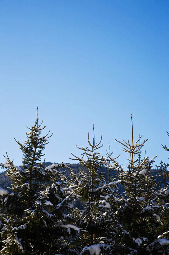 无人,竖图,室外,白天,仰视,旅游,度假,石头,美景,森林,山,树林,雪,雪山,植物,大雪,松树,奥地利,欧洲,阴影,光线,石子,影子,冰,积雪,景观,山顶,山峰,雪景,冬季,冬天,山峦,娱乐,树,树木,蓝色,绿色,蓝天,天空,阳光,自然,天,享受,休闲,景色,放松,寒冷,生长,晴朗,成长,冰冷,自然风光,坚定,中欧,沉积岩,万里无云,首府,萨尔斯堡,长寿,严寒,奥地利共和国,冰凉,酷寒,凛冽,凛凛,贞洁,极冷,萨尔茨堡,萨尔茨堡州,颠峰,极峰,水成岩,石块,岩石,晴空,晴空万里,彩图,低角度拍摄