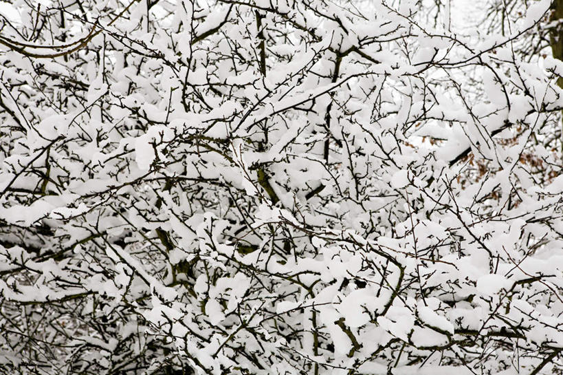 无人,横图,室外,特写,白天,仰视,旅游,度假,美景,雪,植物,大雪,积雪,景观,雪景,冬季,冬天,枝条,凌乱,娱乐,树,树木,树枝,交错,自然,享受,休闲,景色,放松,寒冷,交织,混乱,自然风光,严寒,纷乱,缭乱,庞杂,虬枝,枝杈,彩图,低角度拍摄