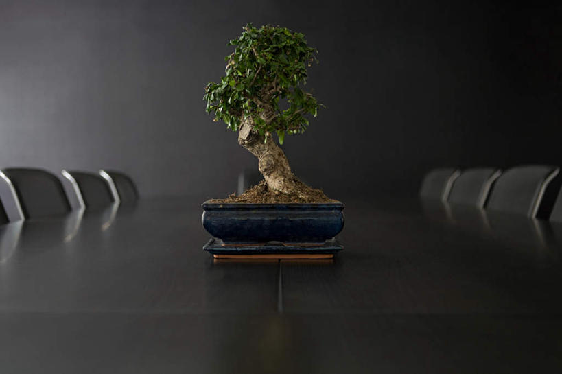 无人,办公室,横图,室内,特写,白天,正面,植物,家具,桌子,椅子,一棵,一排,整齐,并列,并排,盆栽,办公桌,盆景,树,树木,排列,绿色,黑色,自然,会议椅,生长,成长,办公椅,队列,平行,办公家具,商务椅,培训椅,彩图