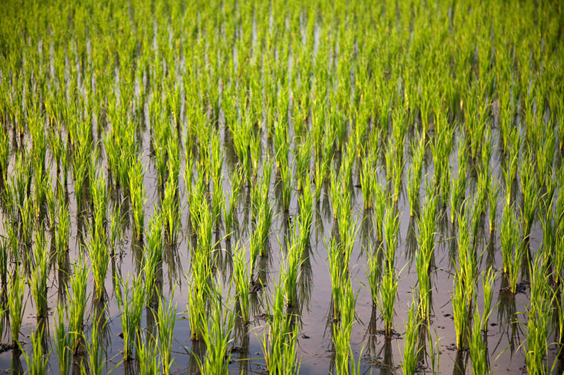 无人,农田,横图,俯视,室外,白天,旅游,度假,农业,庄稼,农作物,美景,叶子,印度尼西亚,印尼,亚洲,新鲜,稻田,景观,绿叶,娱乐,绿色,自然,享受,休闲,嫩叶,景色,放松,东南亚,青春,生命,自然风光,和平,安详,印度尼西亚共和国,冷色,龙目岛,西努沙登加拉省,叶,叶片,彩图,高角度拍摄,耕地,庄稼田