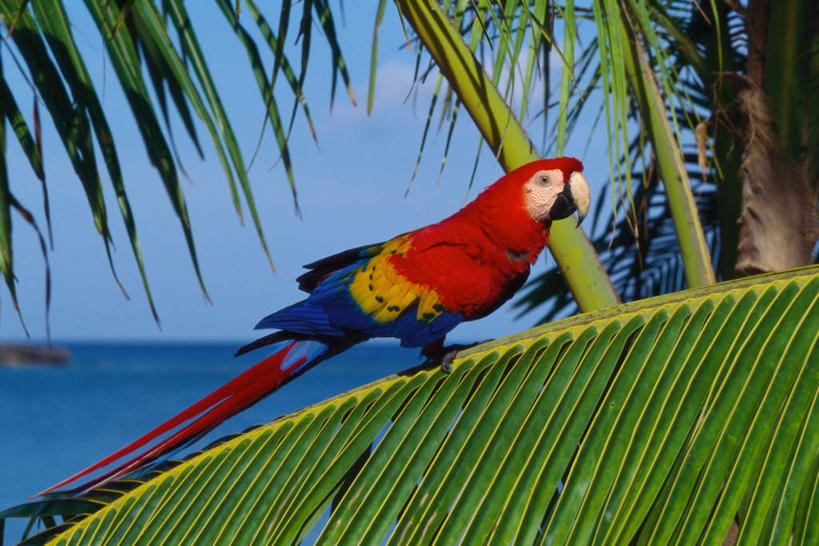无人,站,横图,室外,白天,侧面,旅游,度假,海浪,海洋,美景,鸟,鹦鹉,叶子,羽毛,阴影,轻盈,柔软,光线,鸟类,影子,景观,浪花,水平线,云,云朵,辽阔,绿叶,海平线,云彩,注视,娱乐,一只,蓝色,白云,蓝天,天空,阳光,自然,海水,动物,天,观察,看,站着,享受,休闲,广阔,嫩叶,景色,放松,可爱,活泼,晴朗,观看,一望无际,察看,金刚鹦鹉,关注,自然风光,海景,棕榈叶,轻柔,观赏鸟,红额金刚鹦鹉,无边无际,一马平川,叶,叶片,大海,风浪,海,海水的波动,近岸浪,涌浪,晴空,站立,彩图,全身,水天相接,水天一线