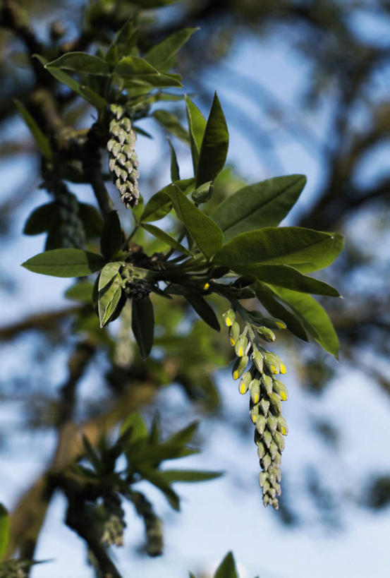 无人,竖图,室外,特写,白天,仰视,美景,植物,叶子,阴影,朦胧,模糊,盛开,光线,影子,景观,绿叶,枝条,花蕾,花,花瓣,花朵,鲜花,树,树木,树枝,蓝色,蓝天,天空,阳光,自然,天,花苞,花蕊,嫩叶,景色,晴朗,自然风光,金链花,万里无云,腊肠树,虬枝,枝杈,阿勃勒,波斯皂荚,长果子树,黄金雨,金急雨,牛角树,婆罗门皂荚,猪肠豆,叶,叶片,晴空,晴空万里,彩图,低角度拍摄