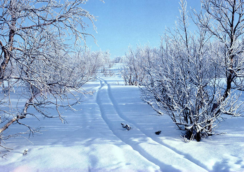 无人,横图,室外,白天,正面,旅游,度假,美景,树林,雪,植物,大雪,瑞典,欧洲,阴影,光线,影子,积雪,景观,雪景,冬天,痕迹,娱乐,树,树木,蓝色,绿色,蓝天,天空,阳光,自然,天,享受,休闲,景色,放松,生长,晴朗,成长,印迹,自然风光,北欧,斯堪的纳维亚半岛,万里无云,晴空,晴空万里,彩图