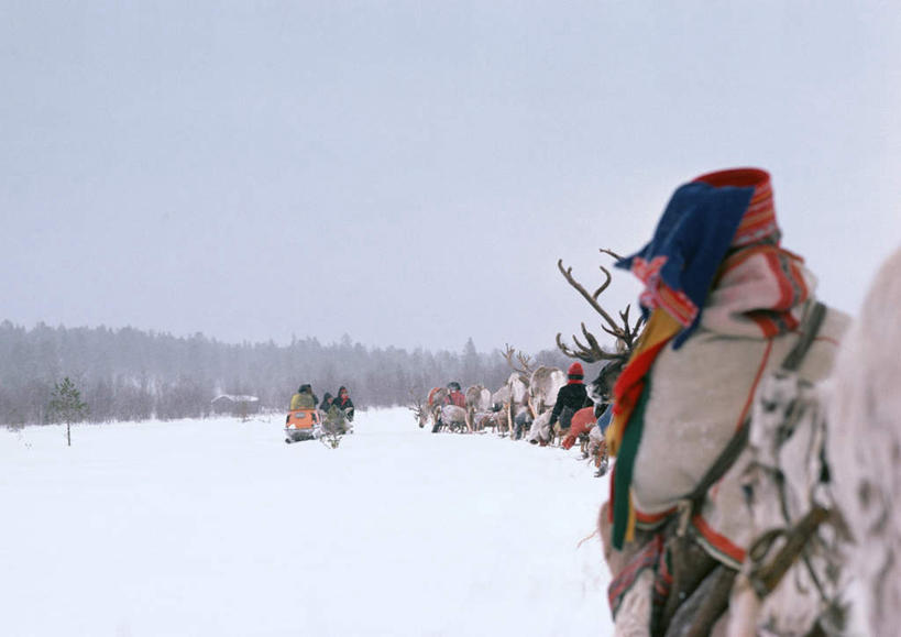 西方人,坐,拉,横图,室外,白天,正面,旅游,度假,美景,雪,植物,大雪,野生动物,欧洲,芬兰,欧洲人,许多,积雪,景观,雪地,雪景,冬天,许多人,娱乐,树,树木,绿色,天空,自然,动物,天,一群人,享受,休闲,景色,放松,可爱,活泼,生长,成长,雪橇,拉着,自然风光,北欧,凶猛,滑雪车,芬兰共和国,男人,男性,年轻男性,白种人,驯鹿,坐着,半身,彩图