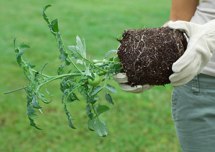 西方人,一个人,捧,横图,室外,白天,正面,草地,草坪,太阳,植物,西红柿,欧洲,欧洲人,仅一个年轻女性,仅一个女性,仅一个人,阴影,朦胧,模糊,光线,盆栽,影子,泥土,园艺,盆景,一颗,草,绿色,阳光,自然,手套,有机食品,绿色食品,生长,成长,年轻女性,女人,女性,白种人,园丁,樱桃番茄,圣女果,番茄,端,端着,捧着,手捧,半身,彩图