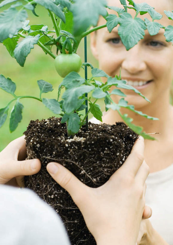 西方人,脸,头,脸颊,两个人,捧,笑,微笑,露齿笑,竖图,室外,白天,正面,草地,草坪,太阳,植物,西红柿,欧洲,欧洲人,阴影,朦胧,模糊,光线,盆栽,影子,泥土,园艺,盆景,一颗,注视,草,绿色,阳光,自然,看,有机食品,绿色食品,生长,成长,关注,年轻女性,女人,女性,白种人,头部,脸部,脸蛋,面部,园丁,樱桃番茄,圣女果,番茄,端,端着,捧着,手捧,半身,彩图