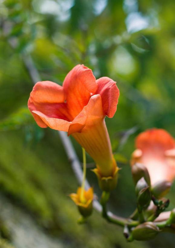 无人,竖图,室外,特写,白天,正面,旅游,度假,美景,朦胧,模糊,盛开,景观,花蕾,娱乐,花,花瓣,花朵,鲜花,一朵,自然,花苞,花蕊,享受,休闲,橙色,景色,放松,母爱,自然风光,凌霄花,声誉,凌霄,紫葳,彩图