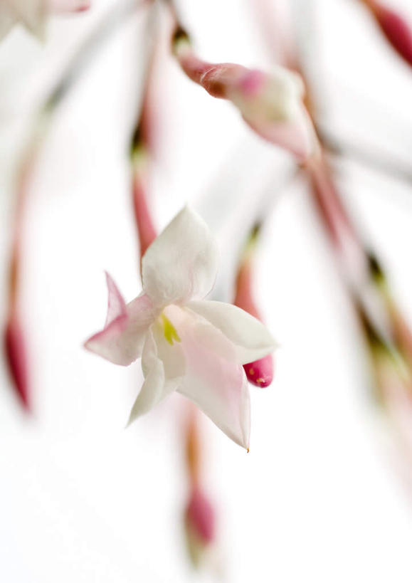 无人,竖图,室内,特写,白天,白色背景,正面,植物,茉莉花,盛开,花蕾,花,花瓣,花朵,花卉,茉莉,鲜花,一朵,白色,花苞,花蕊,摄影,影棚,莫利花,没丽,没利,末莉,末利,香魂,彩图,影棚拍摄,拍摄,抹厉,木梨花