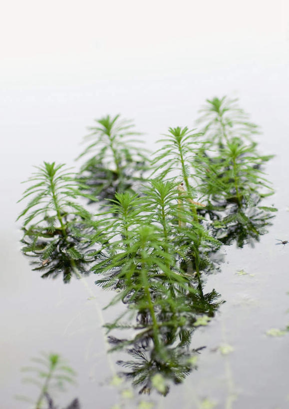 无人,竖图,俯视,室外,特写,白天,草地,草坪,湖,湖泊,美景,水,植物,许多,阴影,漂浮,反射,影子,湖面,景观,水流,水面,草,绿色,自然,湖水,景色,自然风光,彩图,高角度拍摄