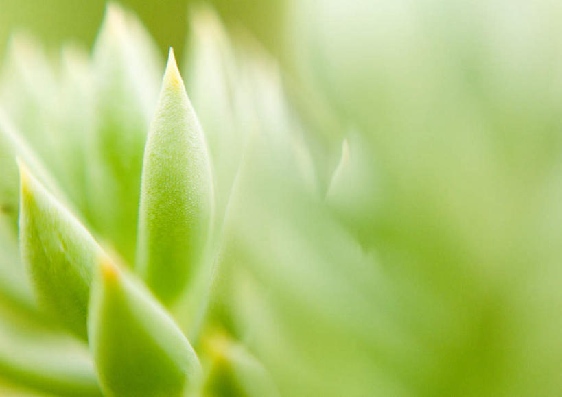 无人,横图,俯视,室外,特写,白天,旅游,度假,美景,植物,一棵,朦胧,模糊,景观,草药,药草,娱乐,中药,一个,绿色,自然,享受,休闲,景色,放松,单个,自然风光,药材,中草药,中药材,本草,佛甲草,彩图,高角度拍摄