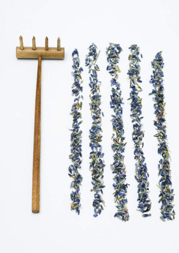 无人,竖图,俯视,室内,特写,白天,白色背景,爱情,植物,桌面,桌子,许多,工具,草药,药草,浪漫,中药,花瓣,香草,干花,薰衣草,摄影,影棚,耙,药材,中草药,呼吸,中药材,本草,灵香草,黄香草,奇迹,彩图,高角度拍摄,影棚拍摄,拍摄