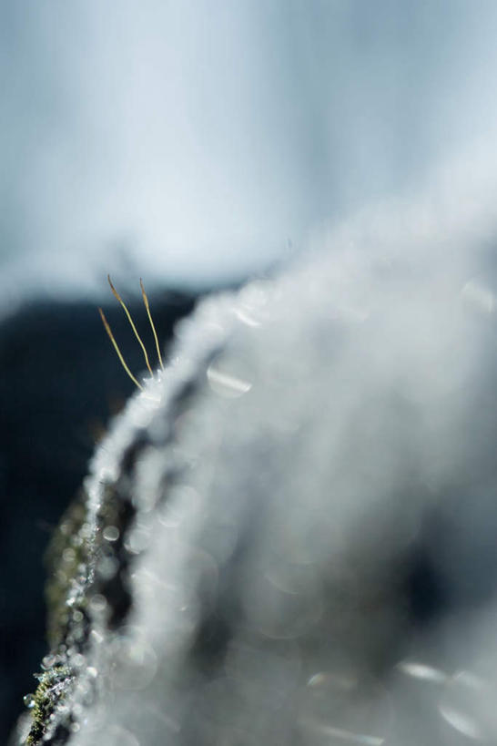 无人,竖图,室外,特写,白天,正面,旅游,度假,美景,雪,大雪,朦胧,模糊,冰,积雪,景观,雪景,冬季,冬天,娱乐,自然,享受,休闲,景色,放松,寒冷,冰冷,芽,自然风光,雾凇,严寒,冰凉,酷寒,凛冽,凛凛,极冷,树挂,彩图