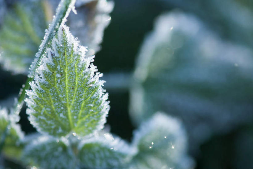 无人,横图,俯视,室外,特写,白天,旅游,度假,美景,叶子,朦胧,模糊,冰,景观,绿叶,霜,娱乐,自然,享受,休闲,嫩叶,景色,放松,自然风光,冰霜,叶,叶片,彩图,高角度拍摄