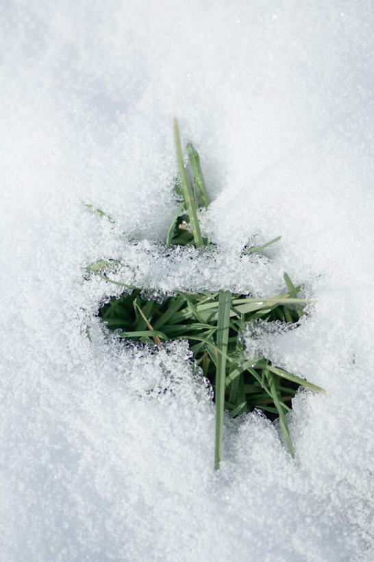 无人,竖图,俯视,室外,特写,白天,旅游,度假,美景,雪,大雪,叶子,冰,积雪,景观,雪景,冬天,绿叶,霜,娱乐,自然,享受,休闲,嫩叶,景色,放松,自然风光,冰霜,叶,叶片,彩图,高角度拍摄