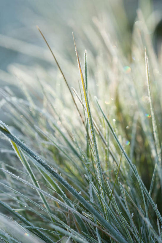 无人,竖图,俯视,室外,白天,草地,草坪,美景,植物,许多,阴影,光线,影子,景观,三叶草,霜,草,绿色,阳光,自然,景色,自然风光,彩图,高角度拍摄