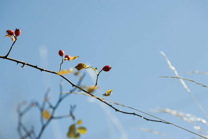 无人,横图,室外,特写,白天,仰视,美景,树林,植物,浆果,许多,阴影,朦胧,模糊,光线,影子,景观,枝干,树,树木,红色,蓝色,绿色,蓝天,天空,阳光,自然,天,景色,生长,成长,自然风光,彩图,低角度拍摄