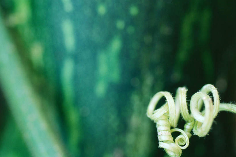 无人,农田,横图,俯视,室外,白天,旅游,度假,庄稼,美景,植物,朦胧,模糊,景观,茎,娱乐,一个,绿色,自然,享受,休闲,景色,放松,单个,卷,自然风光,彩图,高角度拍摄,耕地,庄稼田