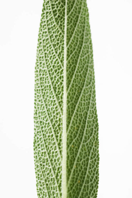 无人,家庭,竖图,室内,特写,白天,白色背景,正面,智慧,叶子,一片,条纹,纹路,纹理,香料,绿叶,绿色,嫩叶,香味,摄影,影棚,鼠尾草,肌理,理性,叶,叶片,彩图,影棚拍摄,拍摄