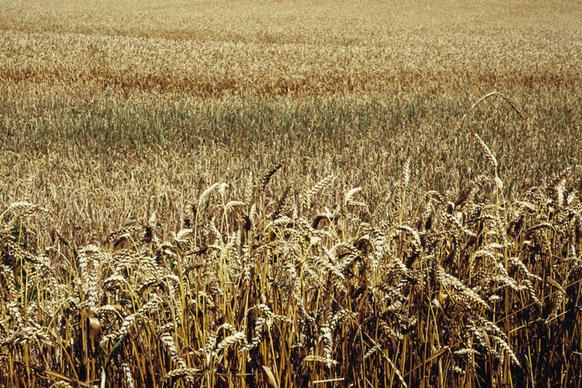 无人,农田,横图,俯视,室外,白天,旅游,度假,庄稼,农作物,小麦,美景,田园,景观,田地,谷物,麦田,娱乐,自然,享受,休闲,稻谷,稻子,景色,成熟,放松,麦子,自然风光,彩图,高角度拍摄,耕地,庄稼田