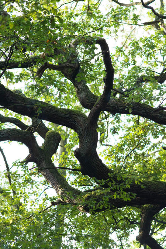 无人,竖图,室外,白天,仰视,树林,植物,叶子,光线,绿叶,树,树木,树枝,蓝色,绿色,蓝天,天空,阳光,自然,天,嫩叶,生长,成长,紊乱,叶,叶片,彩图,低角度拍摄