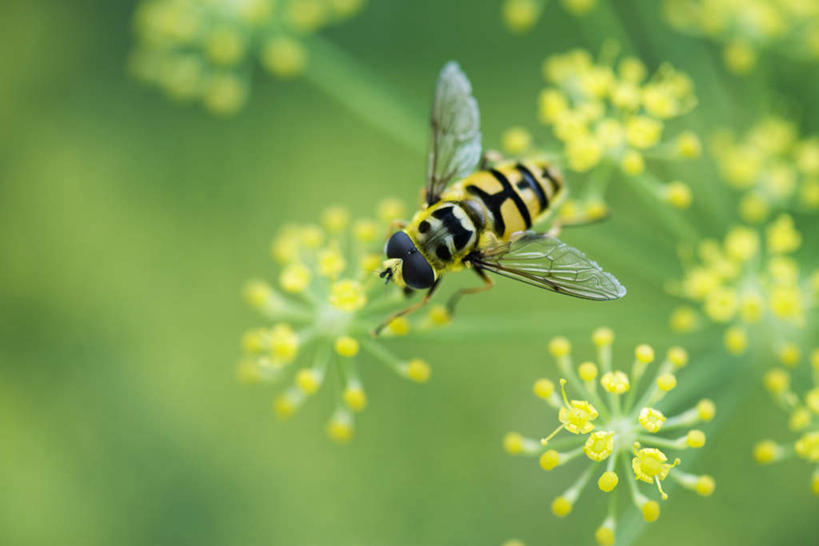 无人,横图,俯视,室外,特写,白天,美景,盛开,昆虫,景观,花蕾,花,花瓣,花朵,鲜花,一只,黄色,自然,动物,花苞,花蕊,景色,自然风光,益虫,授粉,食蚜蝇,彩图,高角度拍摄,全身