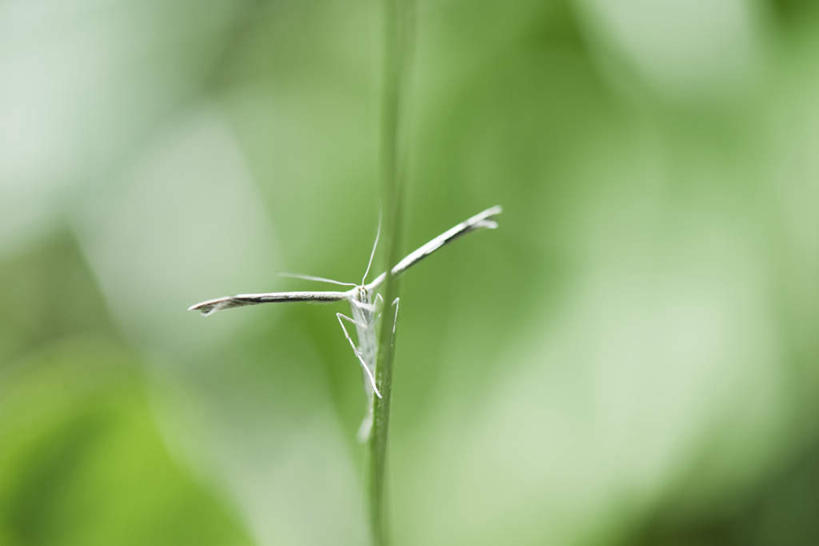 无人,横图,室外,特写,白天,仰视,草地,草坪,美景,植物,朦胧,模糊,昆虫,景观,草,一只,绿色,自然,动物,景色,蛾,飞蛾,自然风光,害虫,蛾子,彩图,低角度拍摄