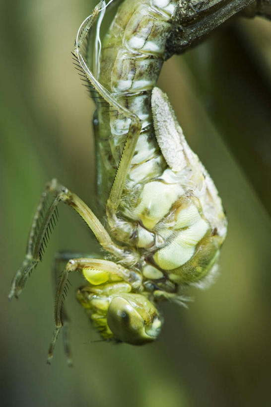 无人,竖图,俯视,室外,特写,白天,美景,植物,悬挂,朦胧,模糊,垂吊,蜻蜓,昆虫,景观,树,树木,一只,绿色,自然,动物,景色,生长,成长,托起,自然风光,益虫,挣扎,半身,彩图,高角度拍摄