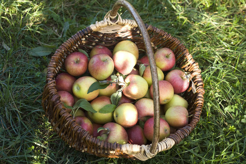 无人,横图,俯视,室外,特写,白天,草地,草坪,植物,苹果,水果,许多,阴影,丰收,新鲜,光线,篮子,影子,生食,食品,果实,菜篮,草,食物,绿色,阳光,有机食品,绿色食品,收获,彩图,高角度拍摄