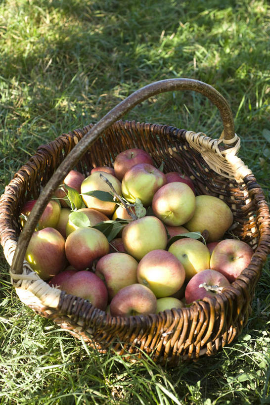 无人,竖图,俯视,室外,特写,白天,草地,草坪,植物,苹果,水果,许多,阴影,丰收,新鲜,光线,篮子,影子,生食,食品,果实,菜篮,草,食物,绿色,阳光,有机食品,绿色食品,收获,彩图,高角度拍摄