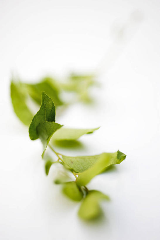 咖哩,无人,竖图,俯视,室内,特写,白天,白色背景,餐桌,桌子,叶子,许多,阴影,朦胧,模糊,反射,影子,调料,绿叶,调味品,很多,调味料,咖喱,嫩叶,摄影,影棚,餐台,叶,叶片,彩图,高角度拍摄,影棚拍摄,拍摄,咖喱叶