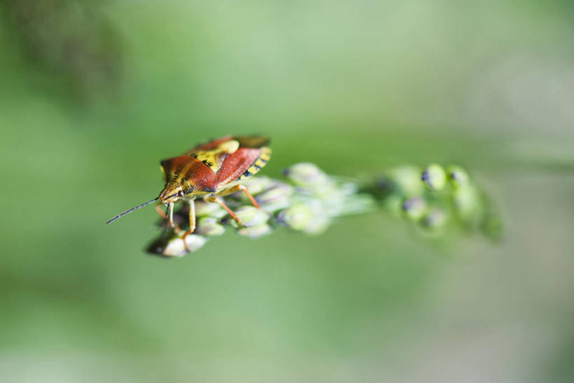 无人,横图,室外,特写,白天,侧面,植物,阴影,花纹,盛开,光线,昆虫,影子,花蕾,注视,停留,花,花瓣,花朵,鲜花,一只,绿色,阳光,自然,动物,花苞,花蕊,观察,看,生长,成长,观看,停止,察看,关注,斑纹,放屁虫,害虫,逗留,停顿,盾蝽,彩图,全身,打屁虫,屁巴子