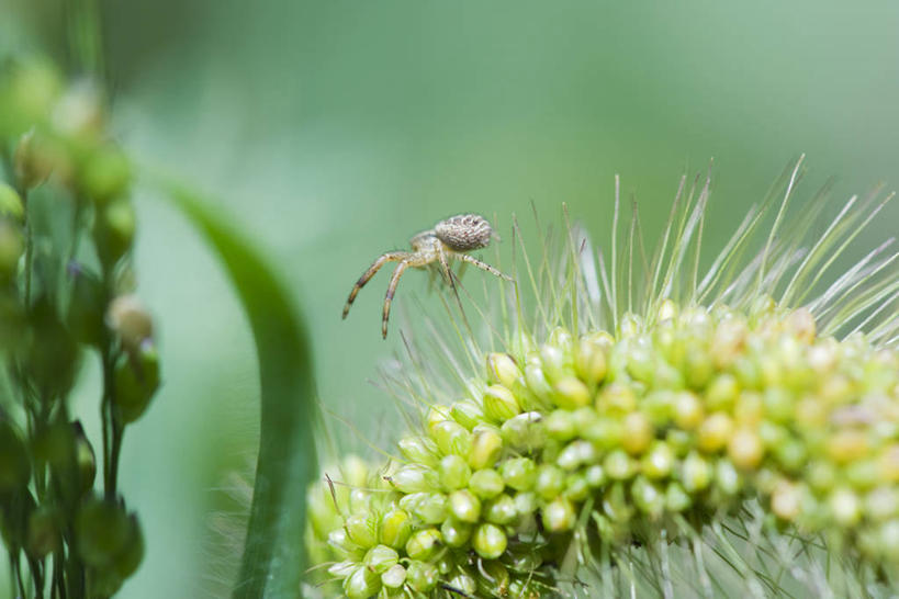 无人,攀登,横图,室外,特写,白天,侧面,植物,阴影,朦胧,模糊,盛开,光线,昆虫,蜘蛛,影子,花蕾,注视,花,花瓣,花朵,鲜花,一只,绿色,阳光,自然,动物,花苞,花蕊,观察,看,爬,生长,成长,观看,察看,八脚螅,关注,节肢动物,益虫,波丝,蟹蛛,攀爬,彩图,全身