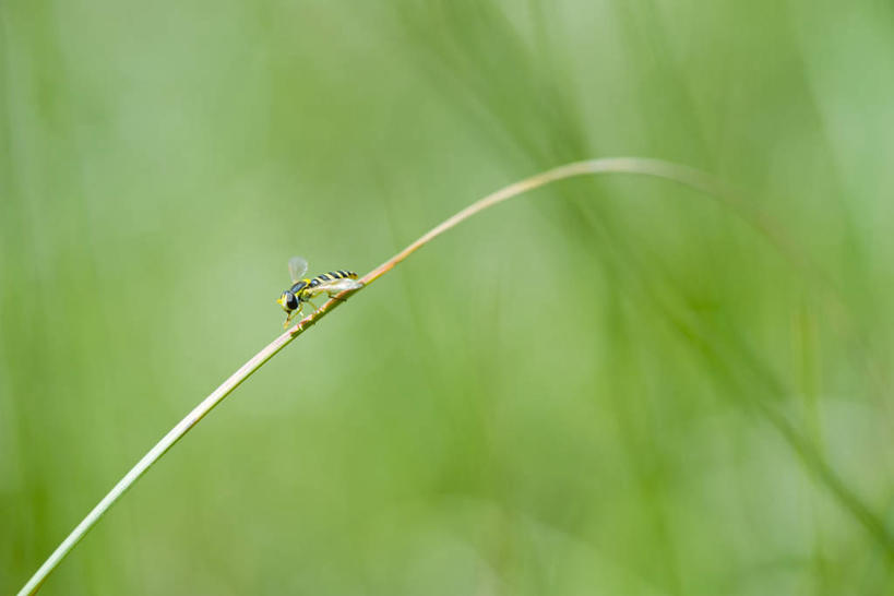 无人,横图,室外,特写,白天,侧面,植物,阴影,朦胧,模糊,光线,昆虫,影子,茎,注视,停留,一只,绿色,阳光,自然,动物,观察,看,生长,成长,观看,停止,察看,关注,益虫,逗留,停顿,食蚜蝇,彩图,全身